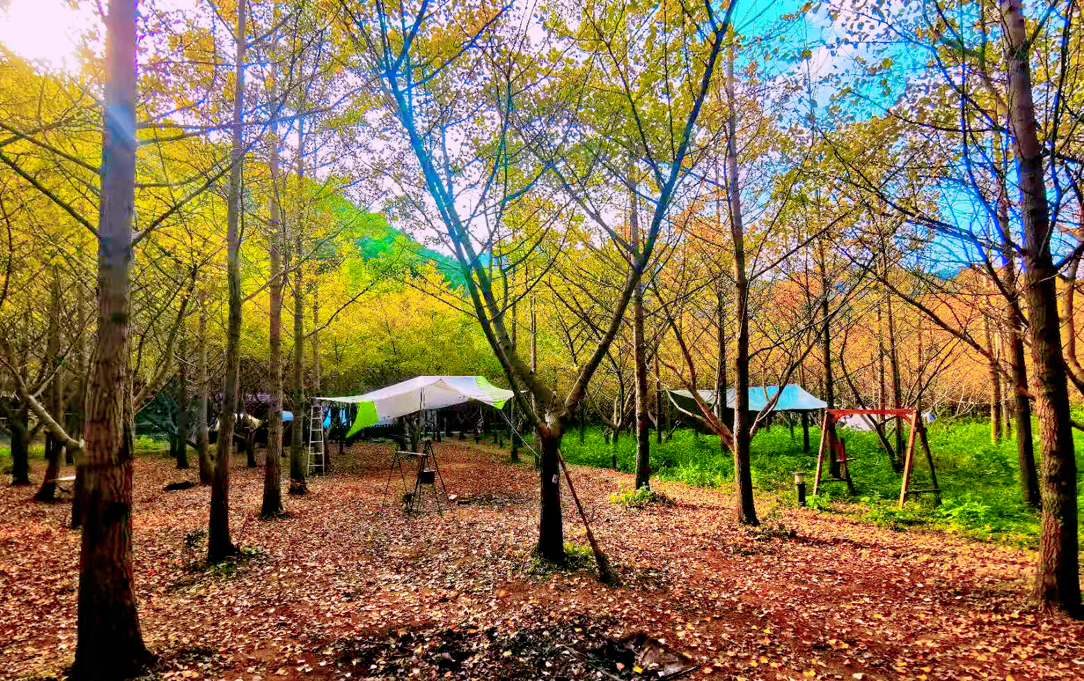 【乐行族│团建订制】金色里的一抹白，杏林湾帐篷私宴，打卡杜岙美术馆，还有好玩的团建游戏等你来订制。