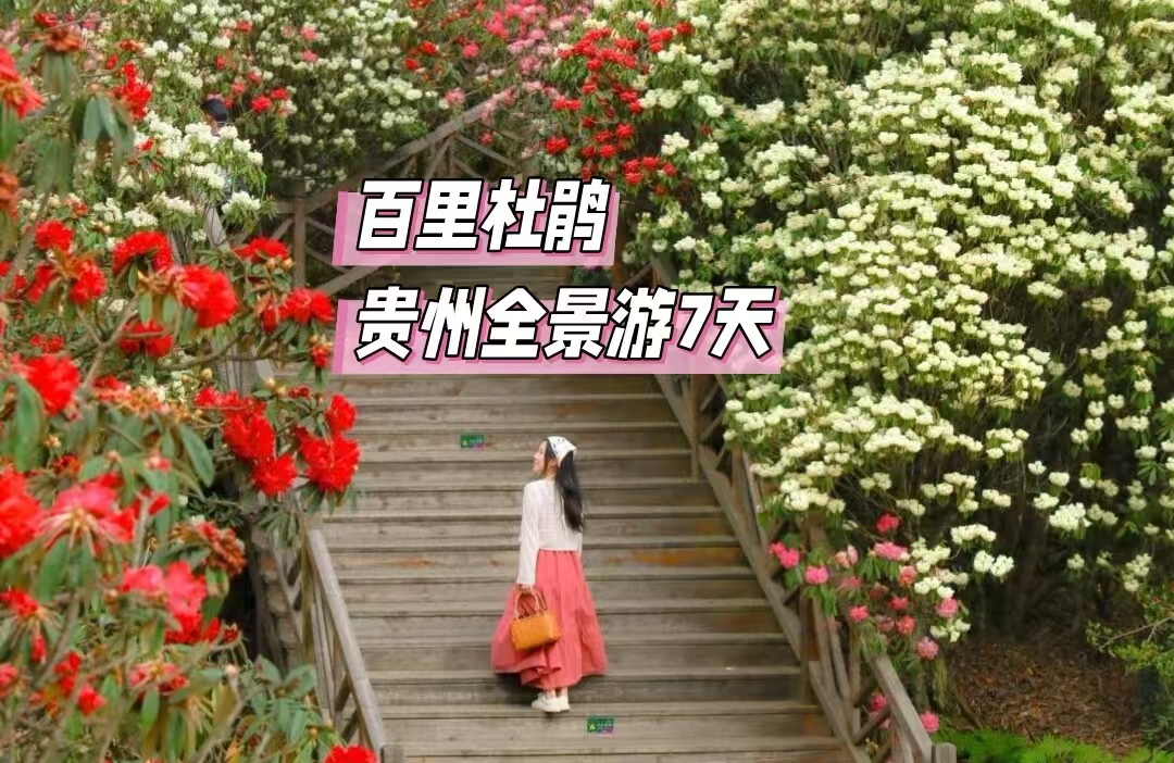 【乐行族独立团|贵州百里杜鹃7天|已成团，领队星光，少量名额】4月11-17日毕节百里杜鹃-梵净山-小七孔-西江千户苗寨-黄果树瀑布。