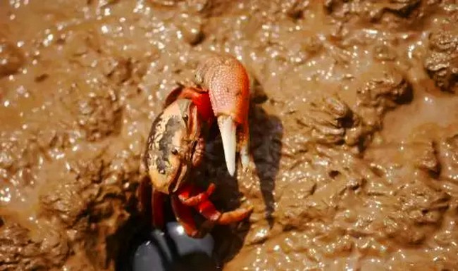 【春假|想带你一起去赶海】4月28-29日，滩涂赶海/放地笼/古法制盐，跟着《中国地理》探秘象山花岙岛！（可自驾）