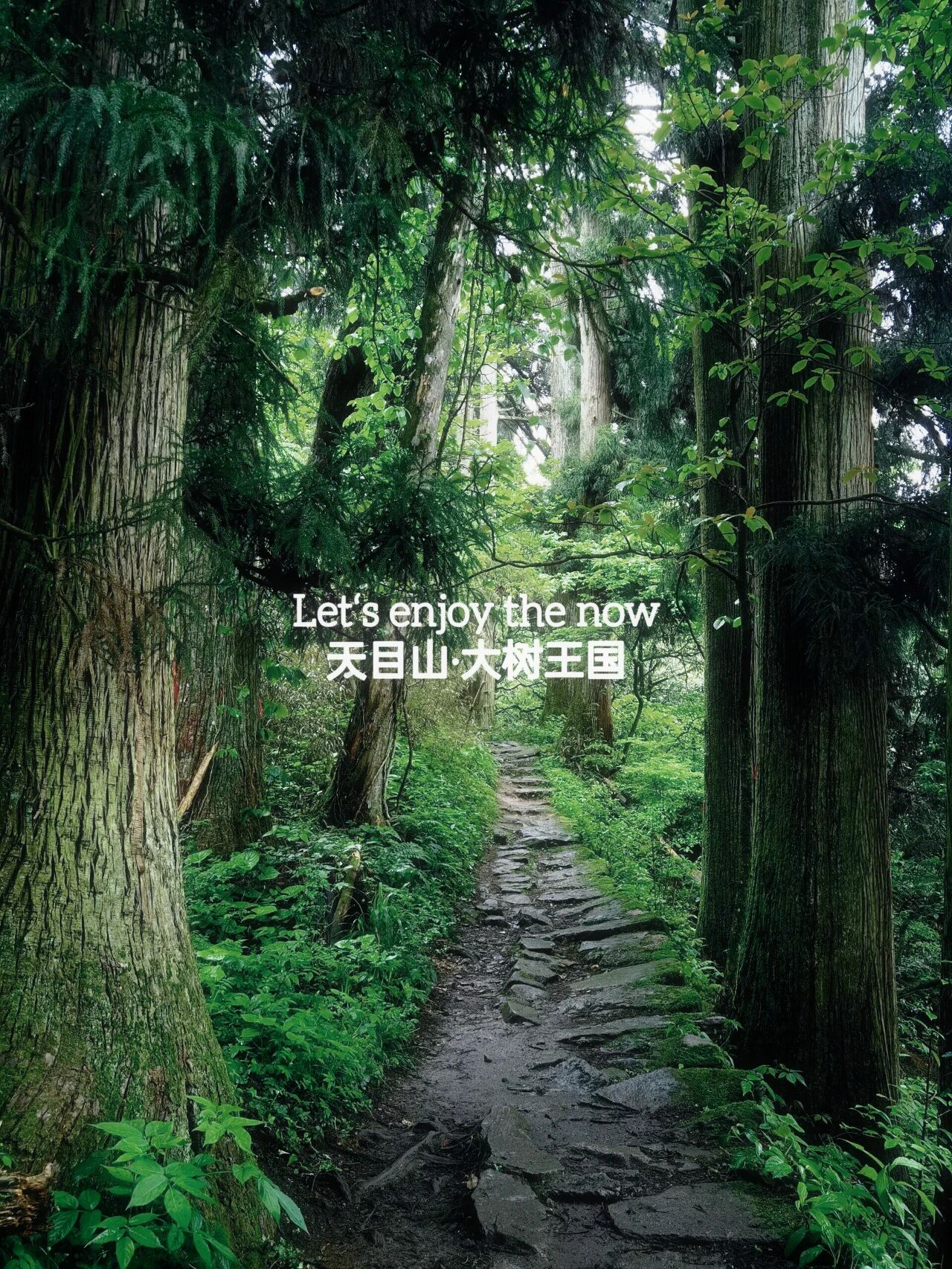 【临安天目山|徒步2天】5月1-2日，徒步大树王国，走江浙版熊野古道，可休闲，人少疗愈路线。