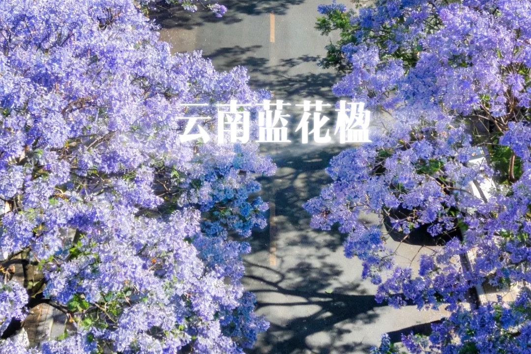 【乐行族独立团|云南蓝花楹7天】4月28日-5月4日，人间四月天，蓝花楹+凤凰花+杜鹃花，昆明&西昌&泸沽湖~