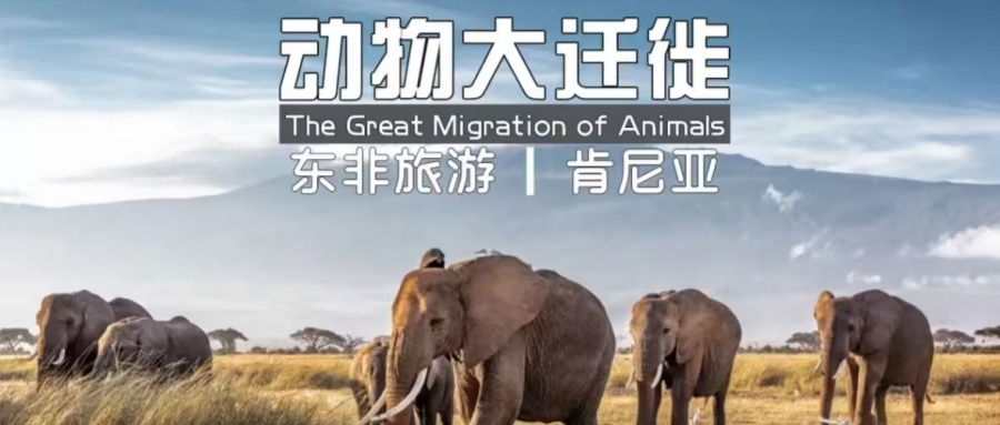 【宁波独立团/出境游/肯尼亚10天】邂逅狂野奇迹