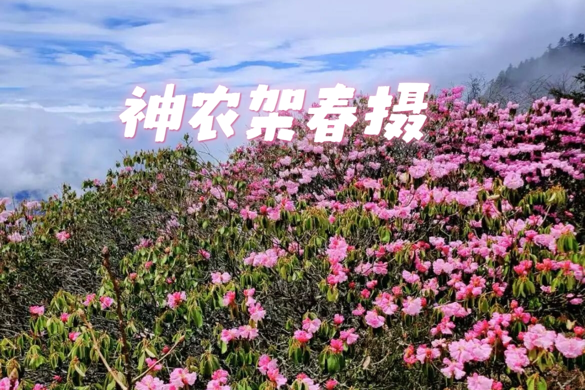 【乐行族独立团|湖北神农架5天】4月30日、5月1日出发，可动车可飞机，神农架杜鹃花限定季， 国宝金丝猴、大九湖寻鹿~