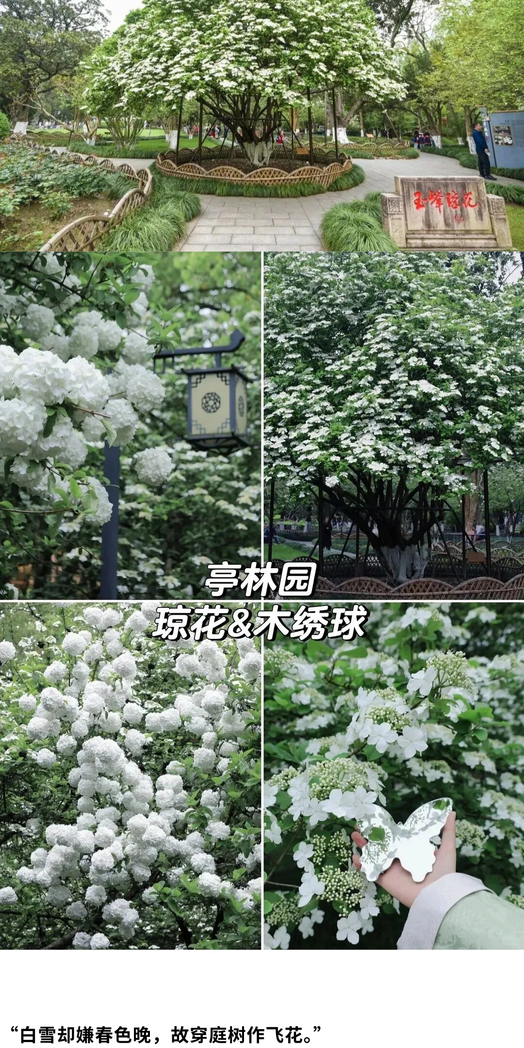 show_692223227_1775113931278_slice_13.jpg show_692223227_1775113931278_slice_13.jpg