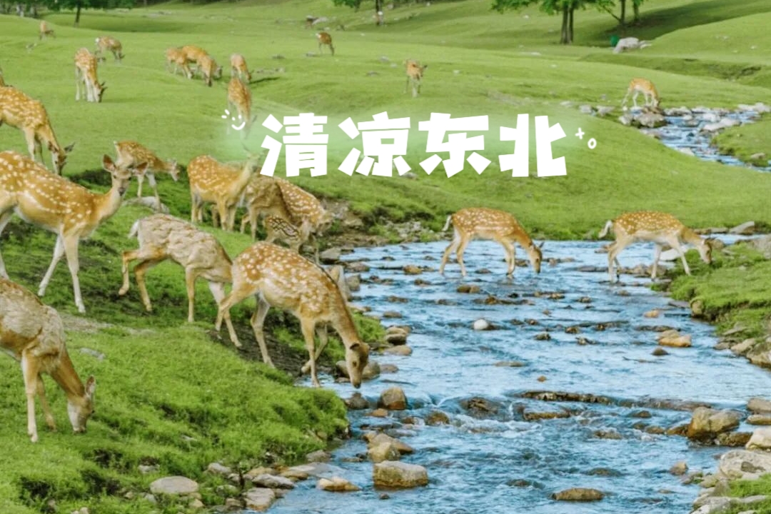 【乐行族独立团|清凉东北7天】8月5日-11日，童话伊春，避开人群，在小兴安岭的森林里，过一个凉爽的夏天。
